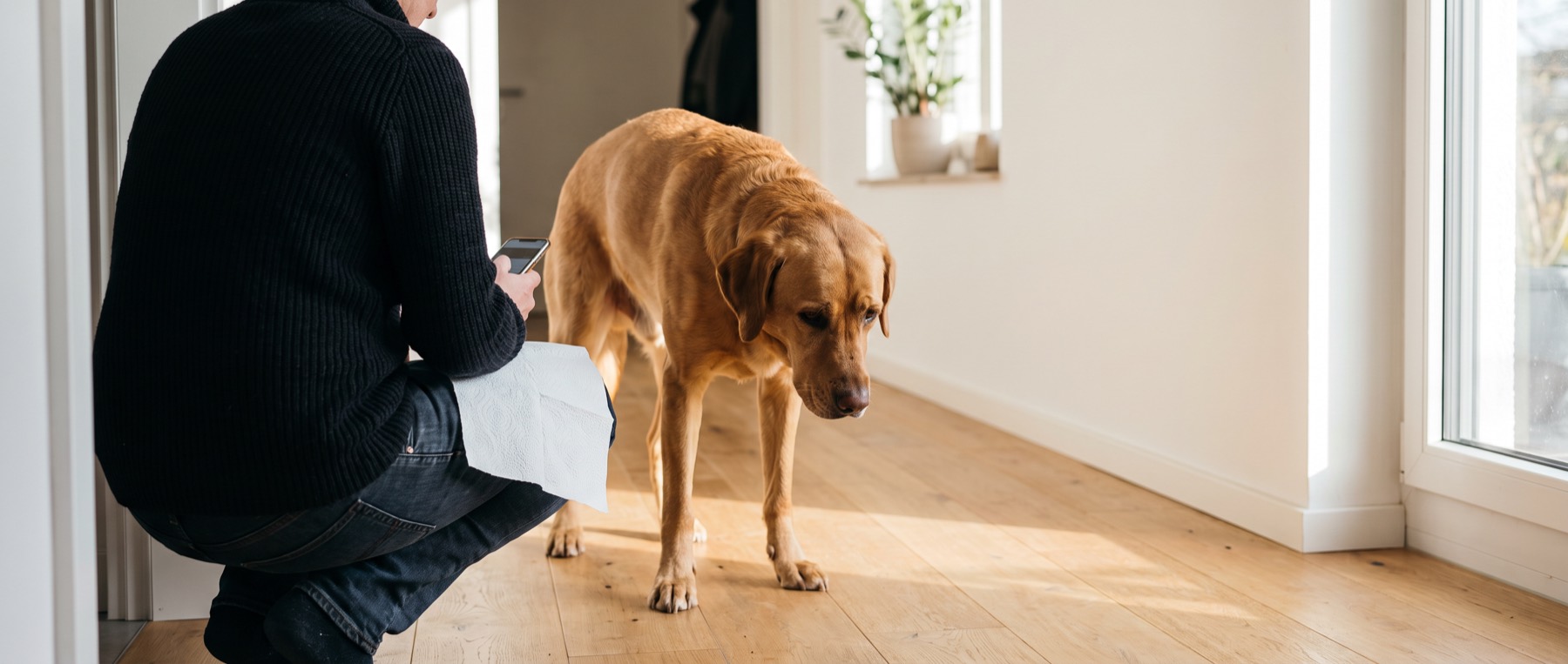 Labrador steht leicht gekrümmt im Flur, daneben kniet die Halterin mit Telefon – wenn der Hund erbricht, zählt, was dazukommt