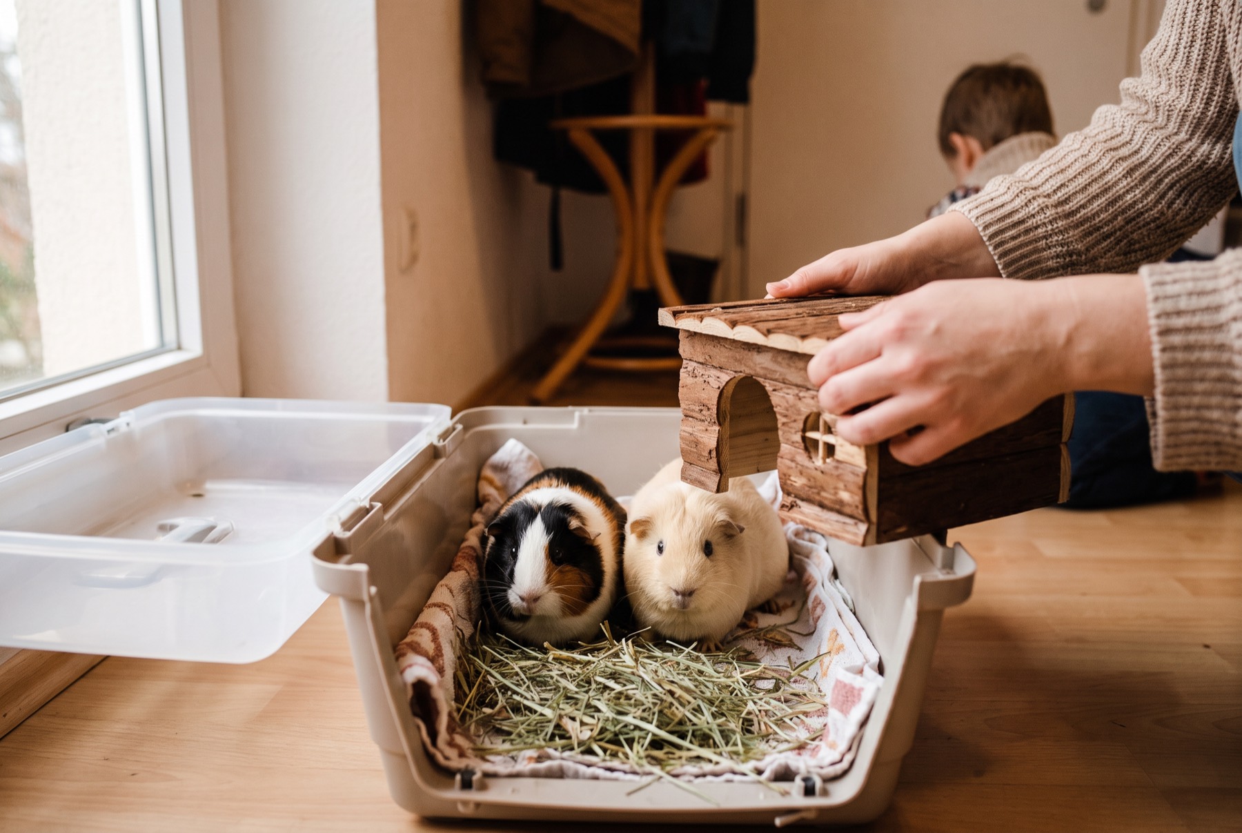Zwei Meerschweinchen zusammen in der Transportbox mit Heu und Häuschen – so geht es zum Tierarzt, wenn das Meerschweinchen nicht frisst